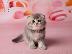 PoulaTo: Beautiful Scottish Fold & British Kratite me preko (whatsapp 32460219218) ili (viber 2...